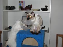 more kittens